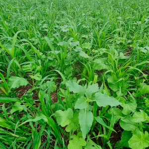 plantas-de-cobertura